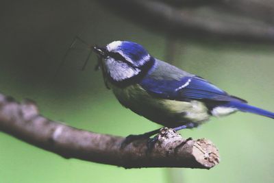 Close-up of bird perching on branch