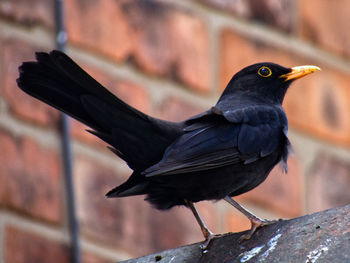 Close-up of bird perching on a wall