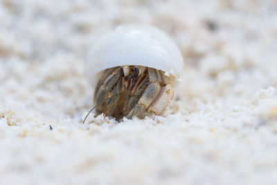 Close-up of shell on beach