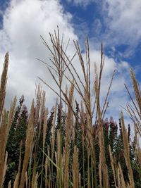 Low angle view of stalks in field against sky