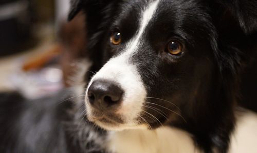 Close-up portrait of a dog