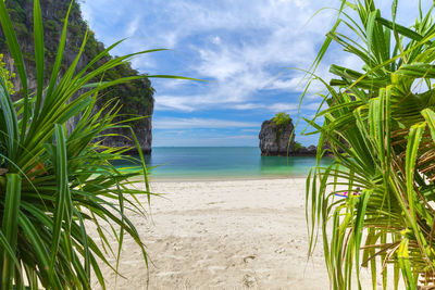 Palm trees on beach against sky