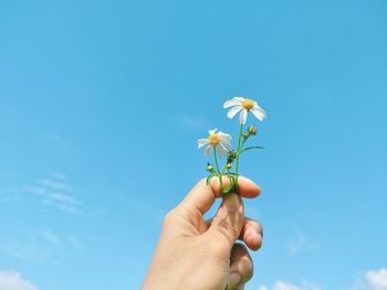 Close-up of person holding flower against sky