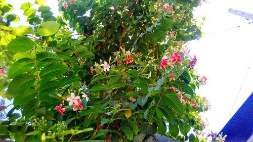 Low angle view of flowers