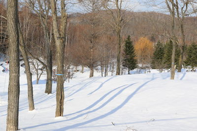 Trees on snow covered field