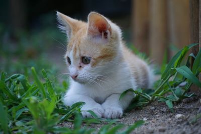 Close-up of a cat looking away