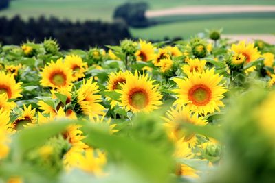 Close-up of yellow flowers blooming outdoors