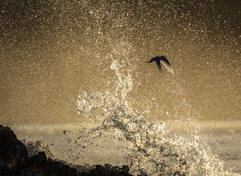 View of bird flying over sea