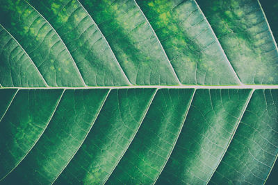 Full frame shot of green leaves