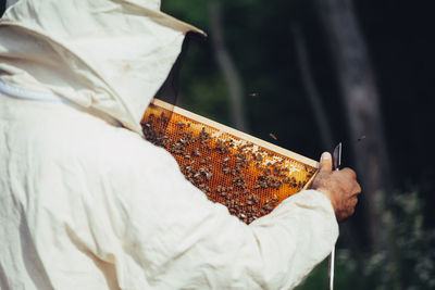 Close-up of beekeeper examining beehive