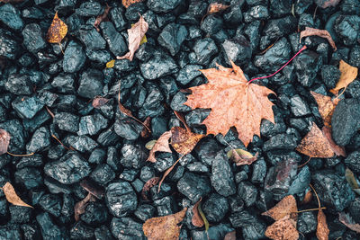 High angle view of dry maple leaf