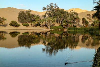 Huacachina - an oasis in the middle of the peruvian desert, view of palm trees and a lagoon.