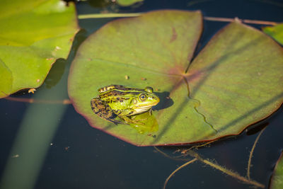 A beautiful common green water frog enjoying sunbathing in a natural habitat at the forest pond. 