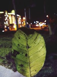 Close-up of illuminated leaf at night