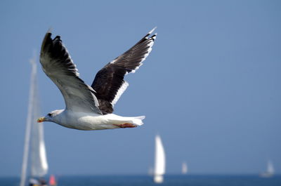 Close-up of seagull flying against sky