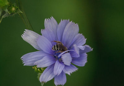 Close-up of bee pollinating on purple flower