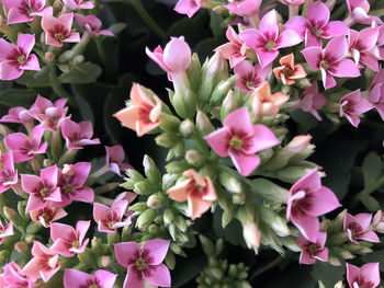 Close-up of pink flowering plants