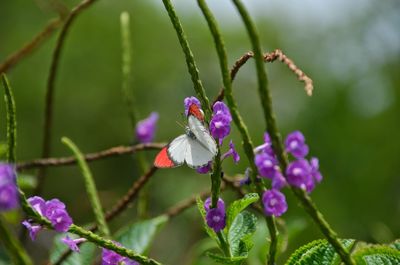 Butterfly red and white