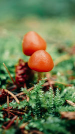 Close-up of mushroom growing on field