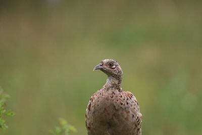 Close-up of a female pheasant  looking away
