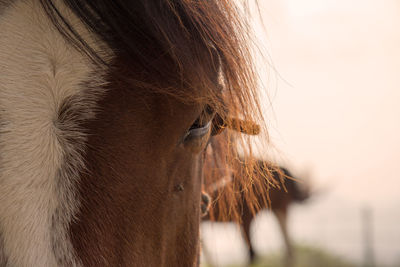 Close-up of horse