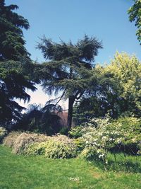 Low angle view of trees against sky