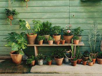 Potted plants on shelf against wall