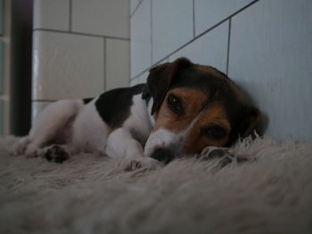 Close-up of a dog resting