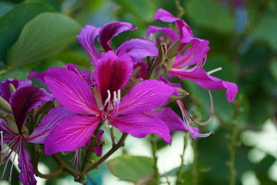 Close-up of pink flowering plant