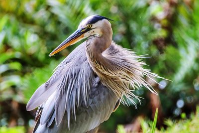 Close-up of portrait of bird