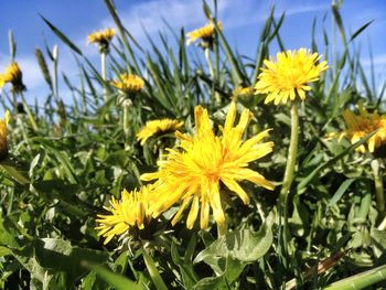 Close-up of yellow flower blooming in field