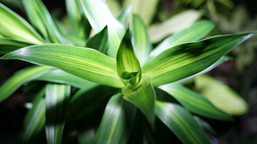 Full frame shot of fresh green leaves