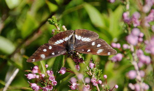 Close-up of butterfly on flower
