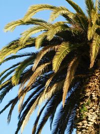 Low angle view of palm tree against sky