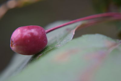 Close-up of red flower buds