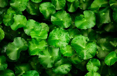 Full frame shot of green leaves