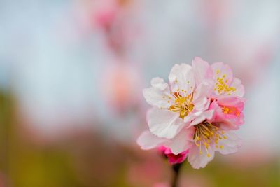 Close-up of fresh pink flowers blooming outdoors