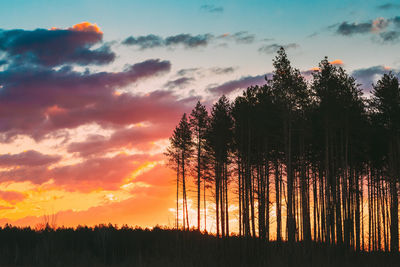 Low angle view of trees against sky during sunset