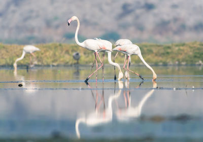 Birds on a lake