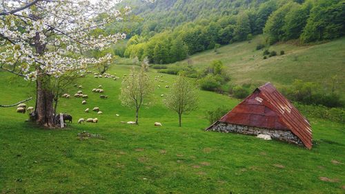 Scenic view of land and trees on field