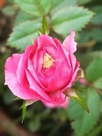 Close-up of pink rose blooming outdoors