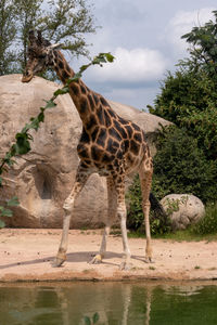 View of giraffe drinking water from lake