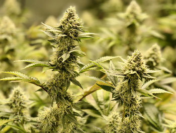 Close-up of fresh cannabis plant