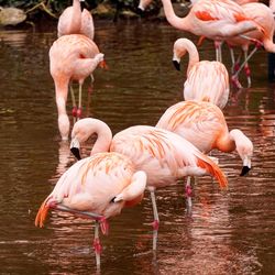 Flamingos in a lake