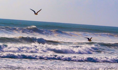 Seagull flying over sea against sky