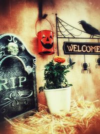 Close-up of plants on wall