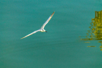 Seagull flying over sea