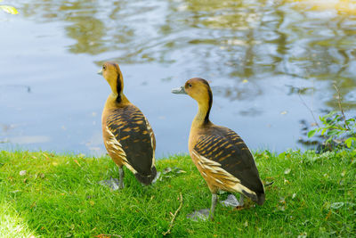 Ducks in a lake