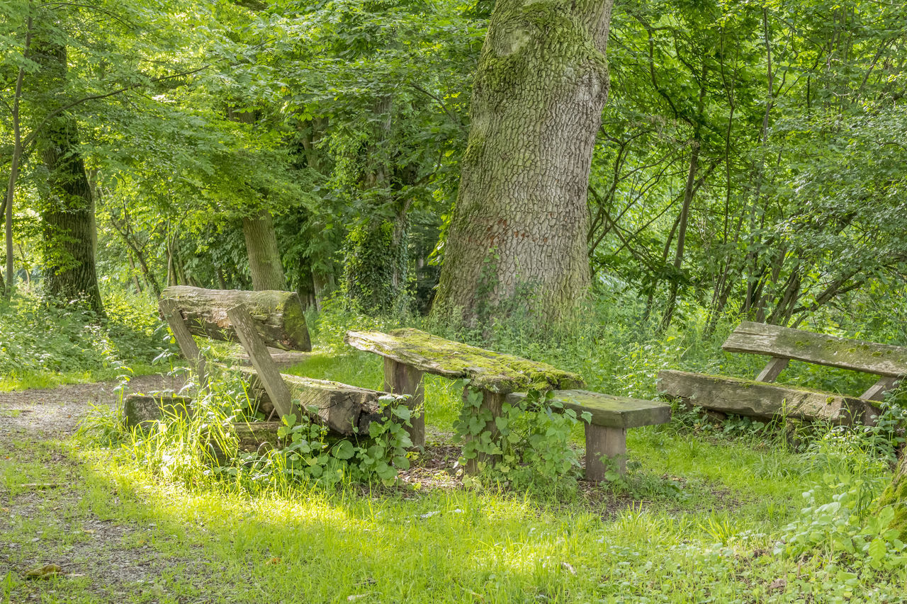 EMPTY BENCH IN PARK