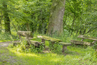 Empty bench in forest